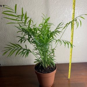 Parlor Palm (D)
